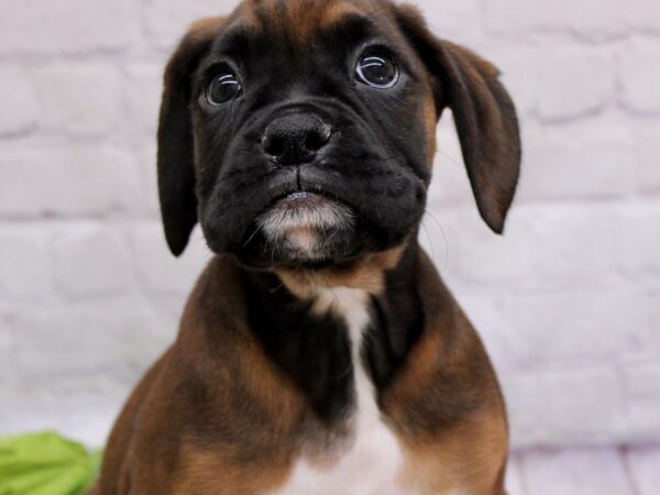 Boxer DOG Male Mahogany & White with Black Mask 17130 Petland Wichita, Kansas