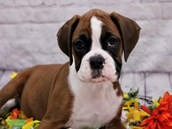 Boxer DOG Female Flashy Mahogany 17131 Petland Wichita, Kansas