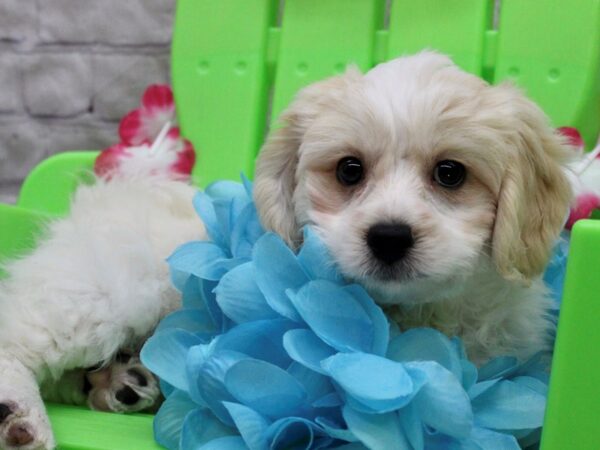 Lhasa Poo-DOG-Male-White w/ Apricot-17132-Petland Wichita, Kansas