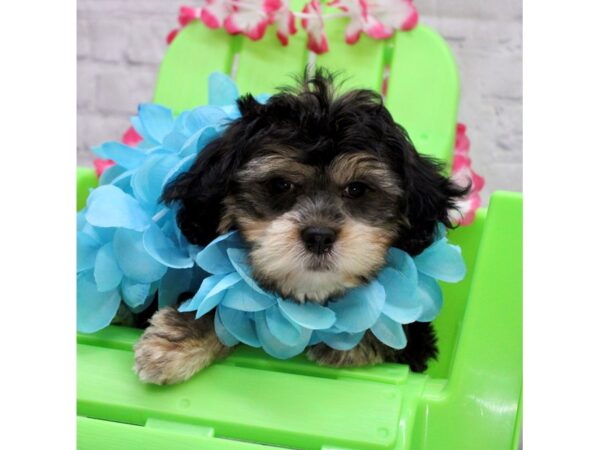 Lhasa Poo DOG Male Black & Tan 17133 Petland Wichita, Kansas