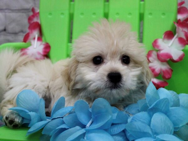 Lhasa Poo DOG Male Light Golden 17134 Petland Wichita, Kansas