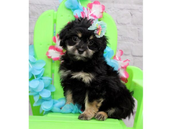 Lhasa Poo DOG Female Black & Tan 17135 Petland Wichita, Kansas