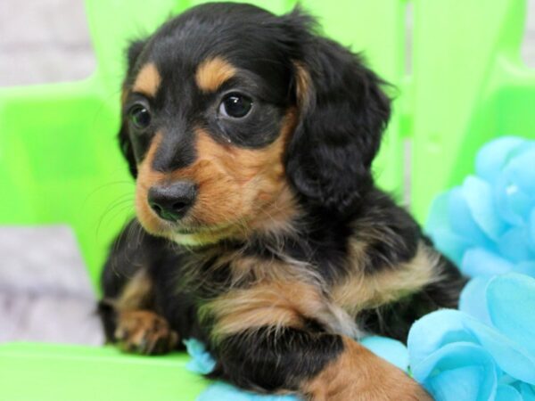 Miniature Dachshund DOG Male Black & Tan 17137 Petland Wichita, Kansas