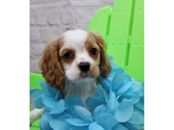 Cockalier DOG Male Blenheim 17138 Petland Wichita, Kansas