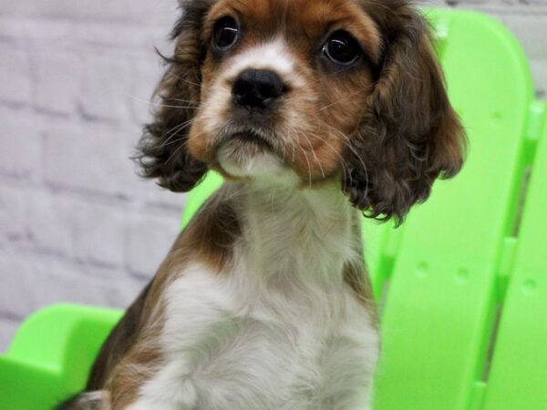 Cockalier DOG Female Blenheim 17139 Petland Wichita, Kansas