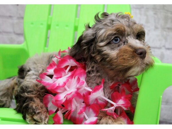 Cockapoo DOG Female El Paso 17140 Petland Wichita, Kansas