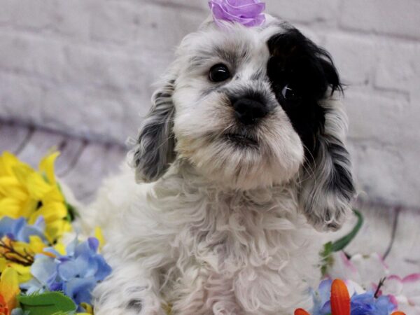 Cockapoo DOG Female Tri Party 17141 Petland Wichita, Kansas