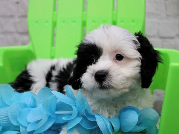 Lhasa Poo DOG Male Black w/ White 17142 Petland Wichita, Kansas