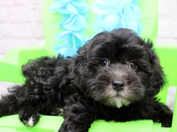 Lhasa Poo DOG Male Black w/ White 17144 Petland Wichita, Kansas