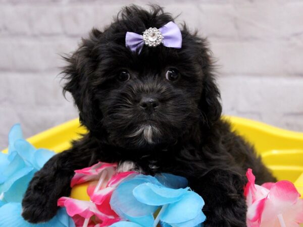 Lhasa Poo-DOG-Female-Black w/ White-17145-Petland Wichita, Kansas