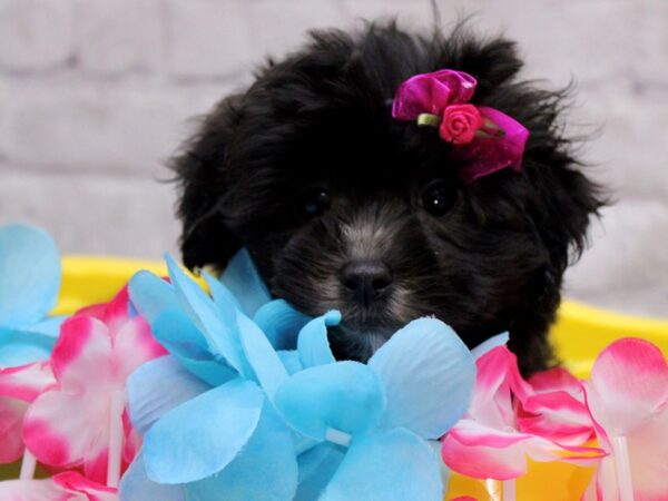 Lhasa Poo DOG Female Black w/ White 17146 Petland Wichita, Kansas