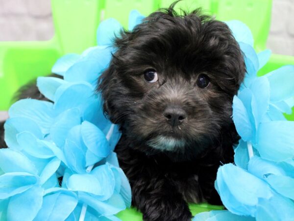 Lhasa Poo-DOG-Male-Black w/ White-17147-Petland Wichita, Kansas