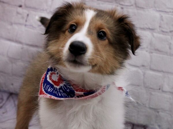 Shetland Sheepdog DOG Male Sable 17124 Petland Wichita, Kansas