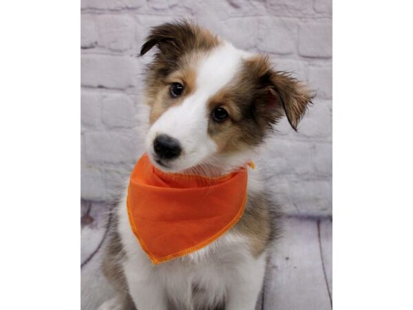 Shetland Sheepdog DOG Male Sable 17125 Petland Wichita, Kansas