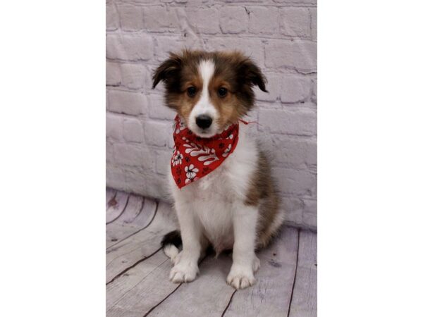 Shetland Sheepdog DOG Male Sable 17126 Petland Wichita, Kansas