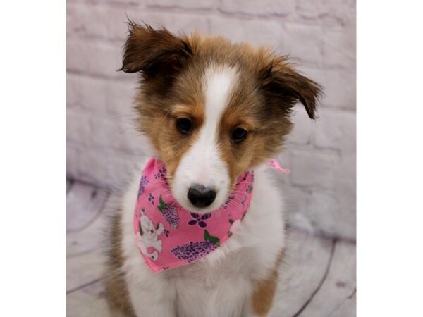 Shetland Sheepdog DOG Female Sable 17127 Petland Wichita, Kansas