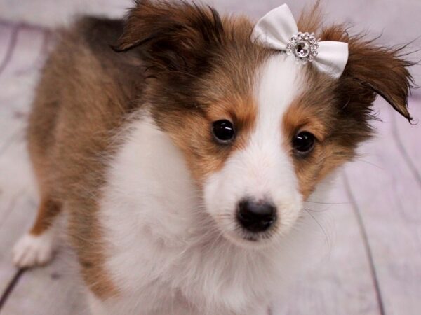 Shetland Sheepdog-DOG-Female-Sable-17128-Petland Wichita, Kansas