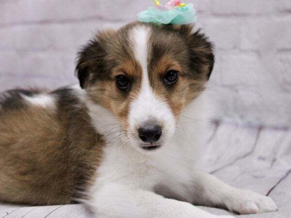 Shetland Sheepdog DOG Female Sable 17129 Petland Wichita, Kansas