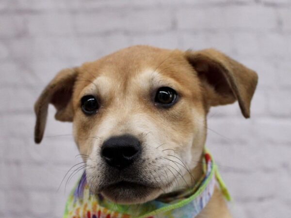 Adopt A Pet Puppy-DOG-Female-Gold-17150-Petland Wichita, Kansas