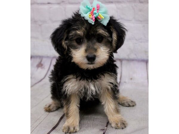 Yorkie Poo DOG Female Black & Tan 17151 Petland Wichita, Kansas