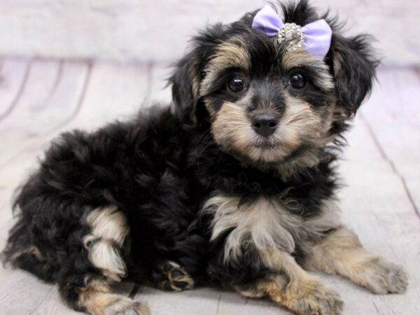 Yorkie Poo DOG Female Black & Tan 17152 Petland Wichita, Kansas