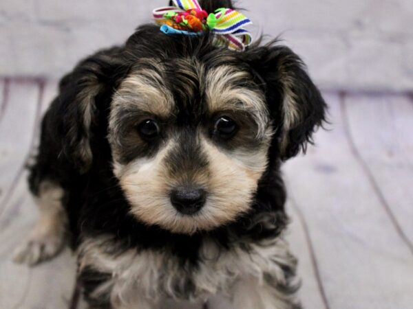 Yorkie Poo DOG Female Black & Tan 17153 Petland Wichita, Kansas