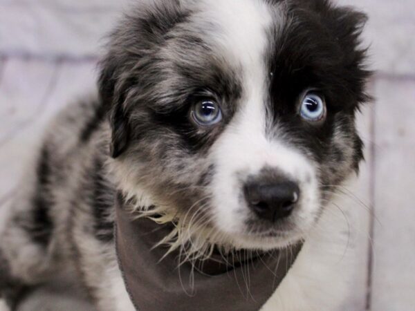 Minature Australian Shepherd-DOG-Male-Blue Merle-17154-Petland Wichita, Kansas