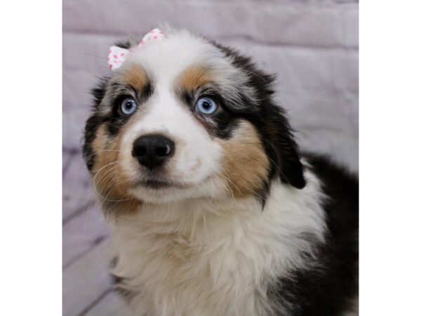 Minature Australian Shepherd-DOG-Female-Blue Merle-17155-Petland Wichita, Kansas