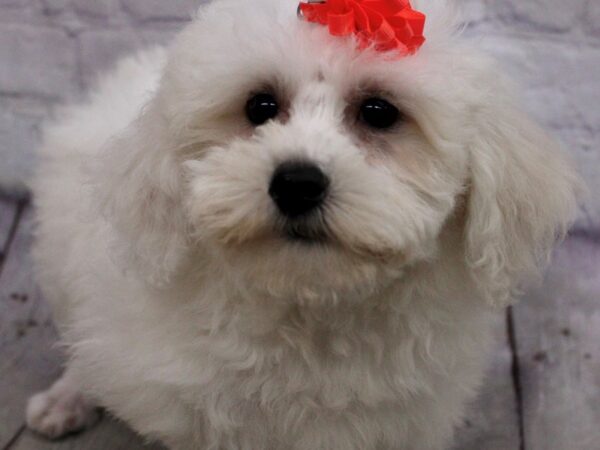 Bichon Frise-DOG-Female-White-17157-Petland Wichita, Kansas