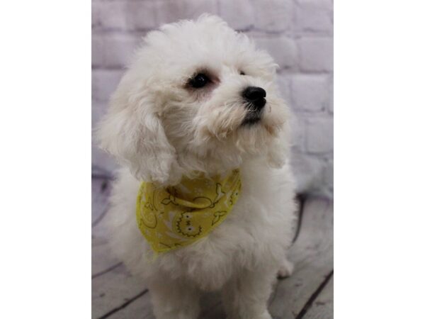 Bichon Frise DOG Female White 17158 Petland Wichita, Kansas