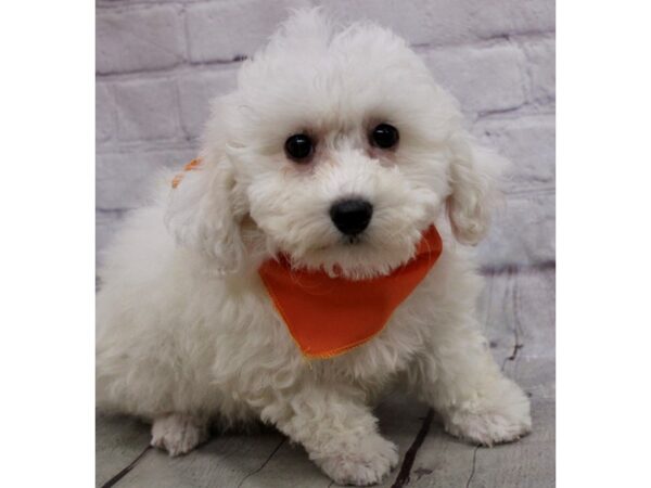 Bichon Frise DOG Male White 17159 Petland Wichita, Kansas