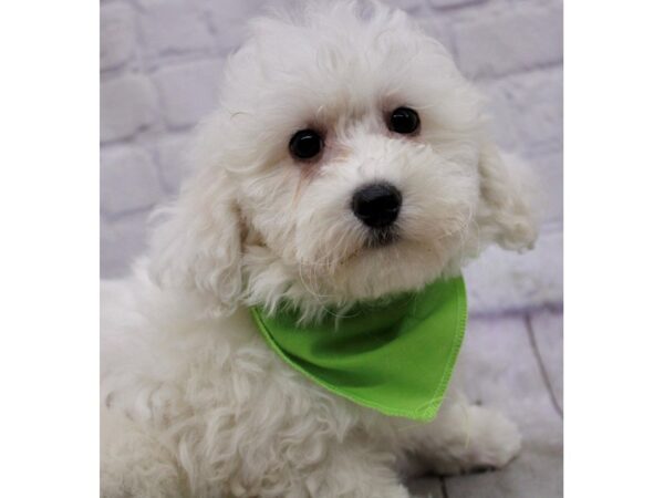 Bichon Frise DOG Male White 17160 Petland Wichita, Kansas