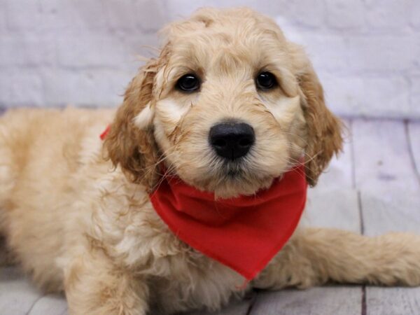 Goldendoodle-DOG-Male-Gold-17161-Petland Wichita, Kansas
