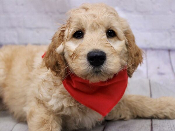 Goldendoodle DOG Male Gold 17161 Petland Wichita, Kansas