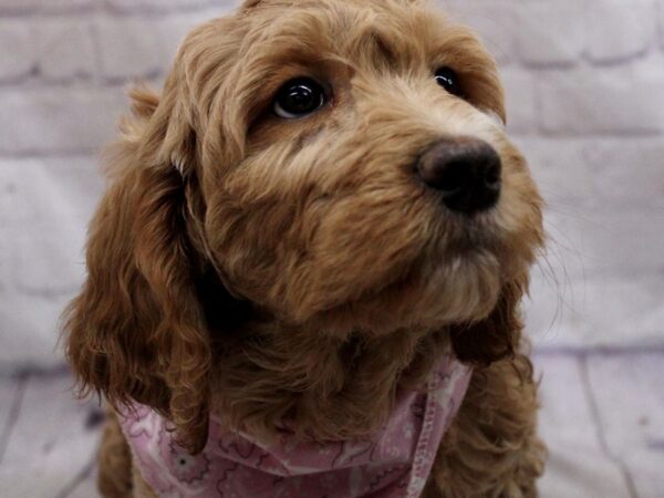 Goldendoodle DOG Female Gold 17162 Petland Wichita, Kansas