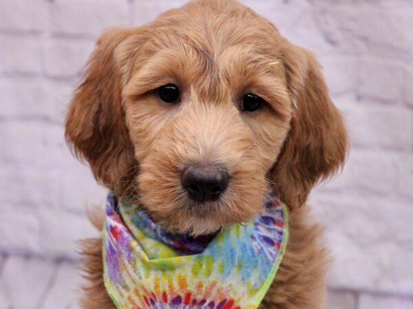 Goldendoodle DOG Female Gold 17163 Petland Wichita, Kansas