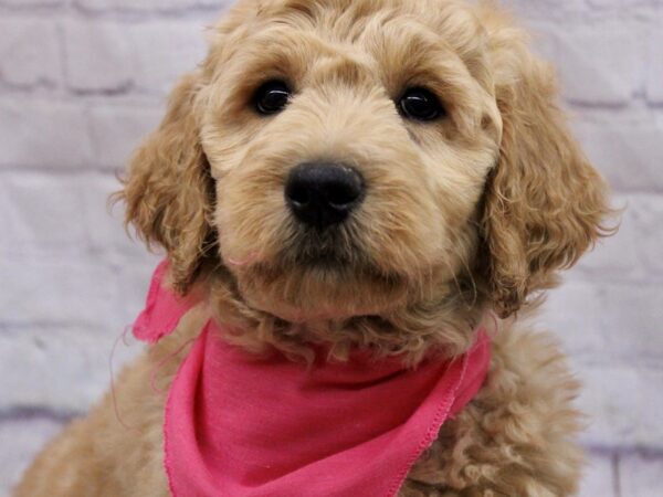 Goldendoodle-DOG-Female-Gold-17164-Petland Wichita, Kansas