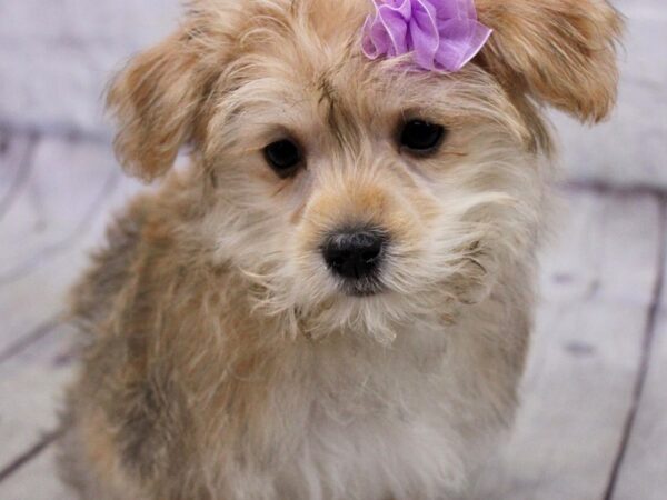 Morkie DOG Female Gold 17165 Petland Wichita, Kansas