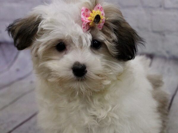 Morkie DOG Female Gold & White 17166 Petland Wichita, Kansas