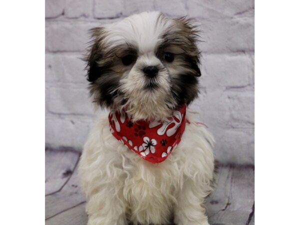 Malshi-DOG-Female-Black & White Parti-17168-Petland Wichita, Kansas