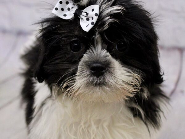 Malshi DOG Female Black & White Parti 17169 Petland Wichita, Kansas