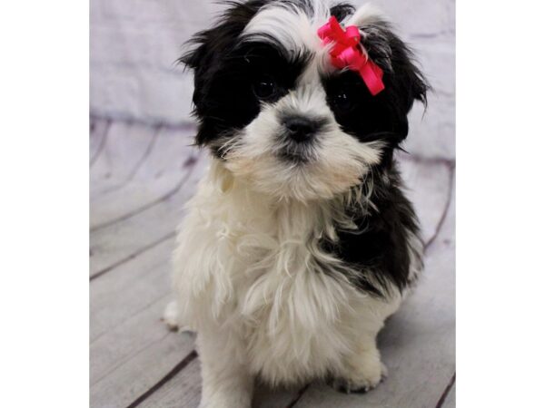 Malshi DOG Female Dark Sable Parti 17170 Petland Wichita, Kansas