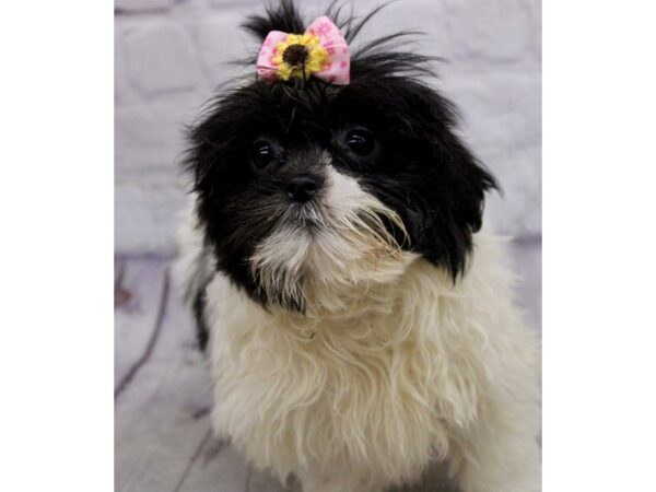 Malshi-DOG-Female-Black & White-17171-Petland Wichita, Kansas