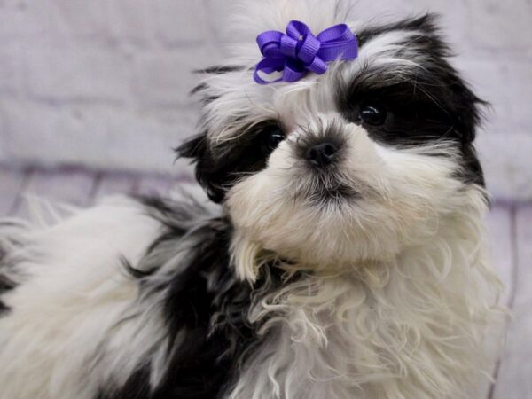 Malshi DOG Female Dark Sable & White 17172 Petland Wichita, Kansas