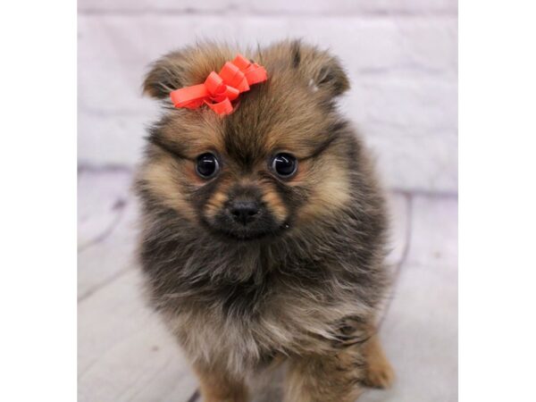 Pomeranian DOG Female Chocolate Sable 17173 Petland Wichita, Kansas