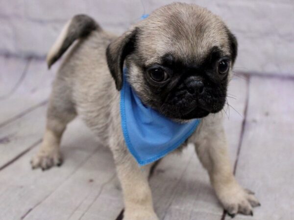 Pug DOG Male Fawn w/ Black Mask 17174 Petland Wichita, Kansas