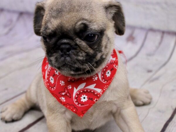 Pug DOG Male Fawn w/ Black Mask 17175 Petland Wichita, Kansas