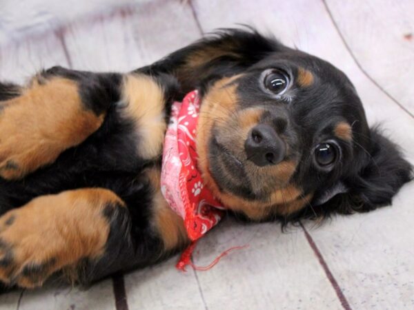 Miniature Dachshund DOG Male Black & Rust 17177 Petland Wichita, Kansas