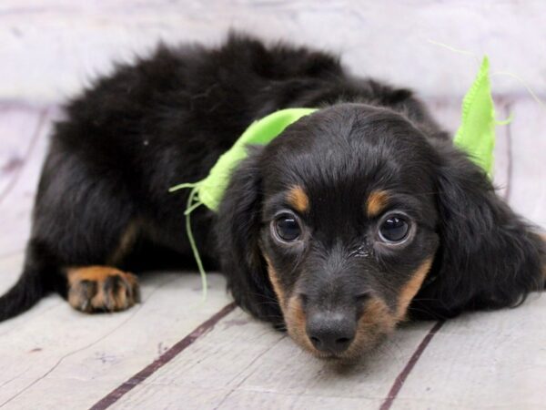 Miniature Dachshund DOG Male Black & Rust 17178 Petland Wichita, Kansas