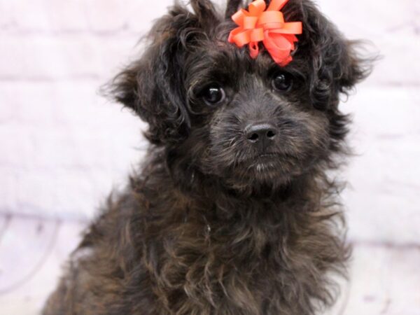 Toy PapiPoo-DOG-Female-Gold-17179-Petland Wichita, Kansas